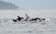Orcas
