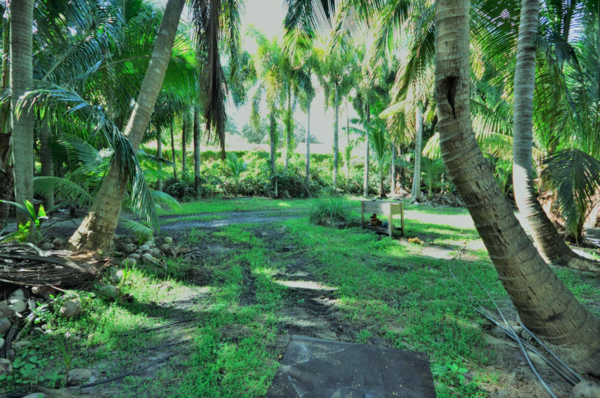 Palm tree oasis