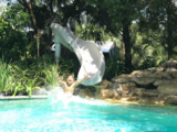 Fun pool slide
