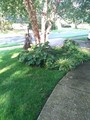 Plantings